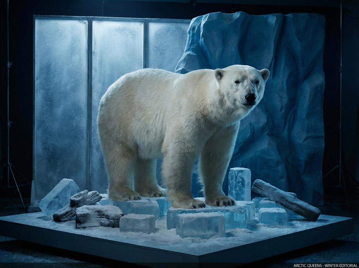 在线看片北极熊写真视频